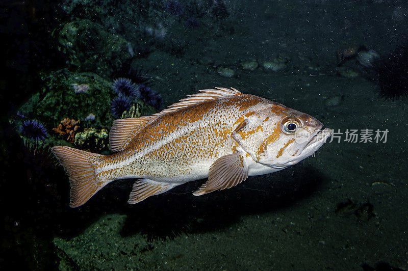 金丝雀岩鱼(Sebastes pinniger)，也被称为橙色岩鱼，是一种海洋鳐鳍鱼，属于sebastiae亚科，岩鱼，蝎子科的一部分。